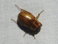 Cyclocephala annamariae