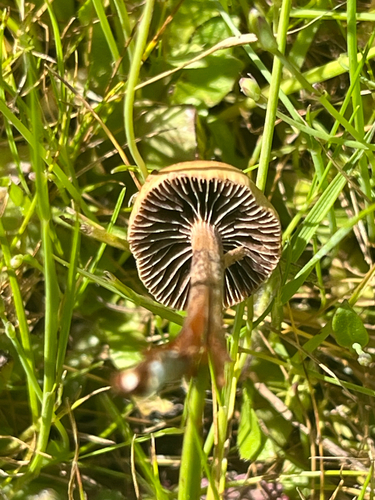 iNaturalist observation photo of Agaricineae