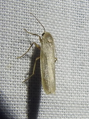Phaeosia delvaleei