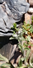 Cryptantha crassisepala crassisepala