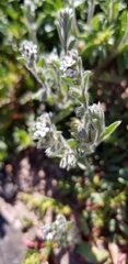 Cryptantha crassisepala crassisepala