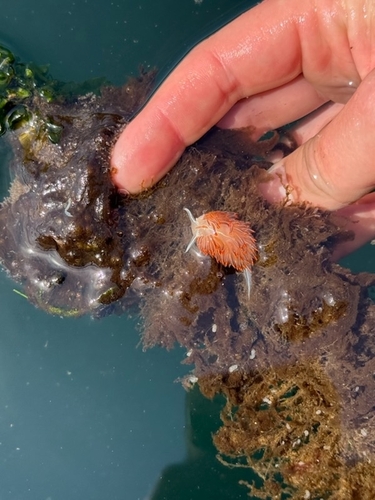 Hermissenda crassicornis