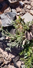 Cryptantha crassisepala crassisepala