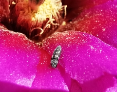 Acmaeodera neoneglecta