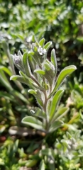 Cryptantha crassisepala crassisepala