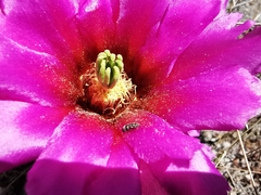 Acmaeodera neoneglecta