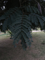 Peltophorum pterocarpum