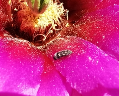 Acmaeodera neoneglecta