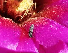 Acmaeodera neoneglecta