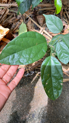 Tiliacora triandra, 2026-05-05