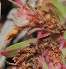 Euphorbia indivisa