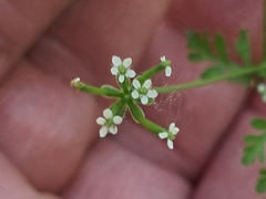 (c) Steven Joyner, some rights reserved (CC BY) Chaerophyllum tainturieri, photograph (c) Steven Joyner, some rights reserved (CC BY)