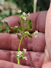(c) Steven Joyner, some rights reserved (CC BY) Chaerophyllum tainturieri, photograph (c) Steven Joyner, some rights reserved (CC BY)