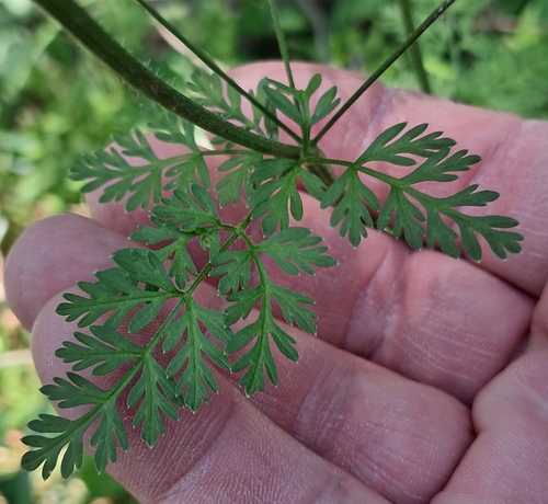 Chaerophyllum tainturieri, photograph 4