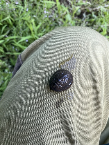 Sternotherus odoratus