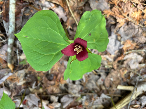 red trillium