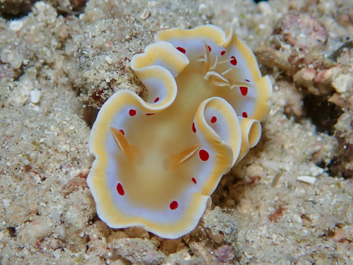 Ardeadoris cruenta