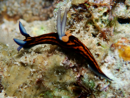 Roboastra gracilis