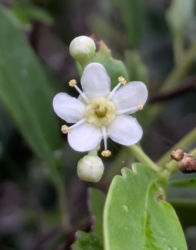 Denhamia fournieri observed 2026-04-29