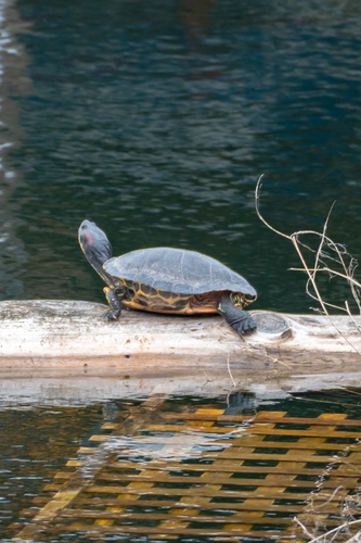 Trachemys scripta