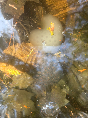 Spotted Salamander