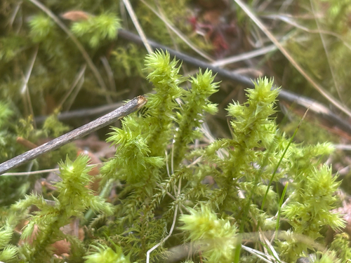 rough goose neck moss