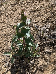 Penstemon clevelandii connatus