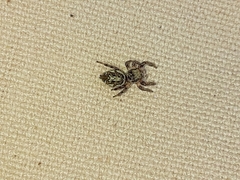 Pelegrina pervaga