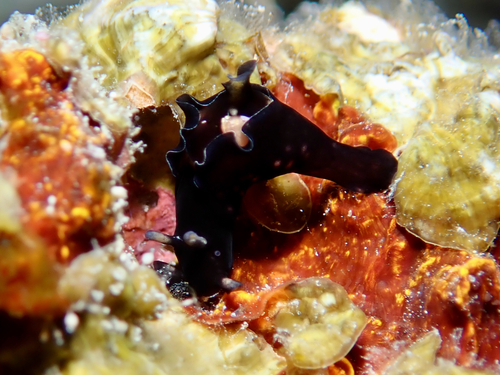 Aplysia nigrocincta