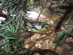 Abronia taeniata