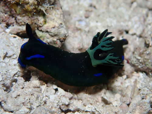 Tambja morosa