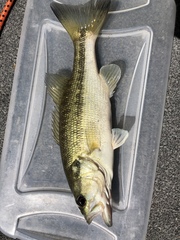 Micropterus haiaka