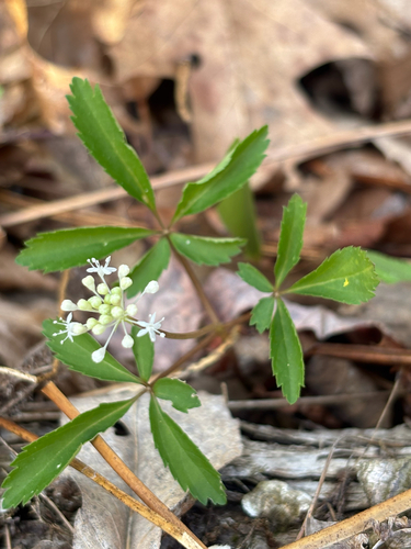 dwarf ginseng