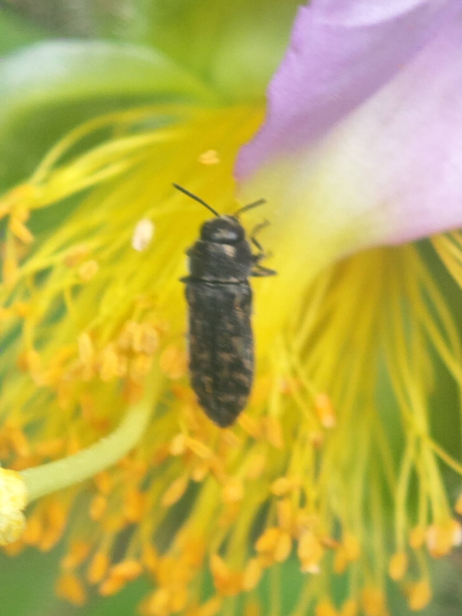 Acmaeodera cisti