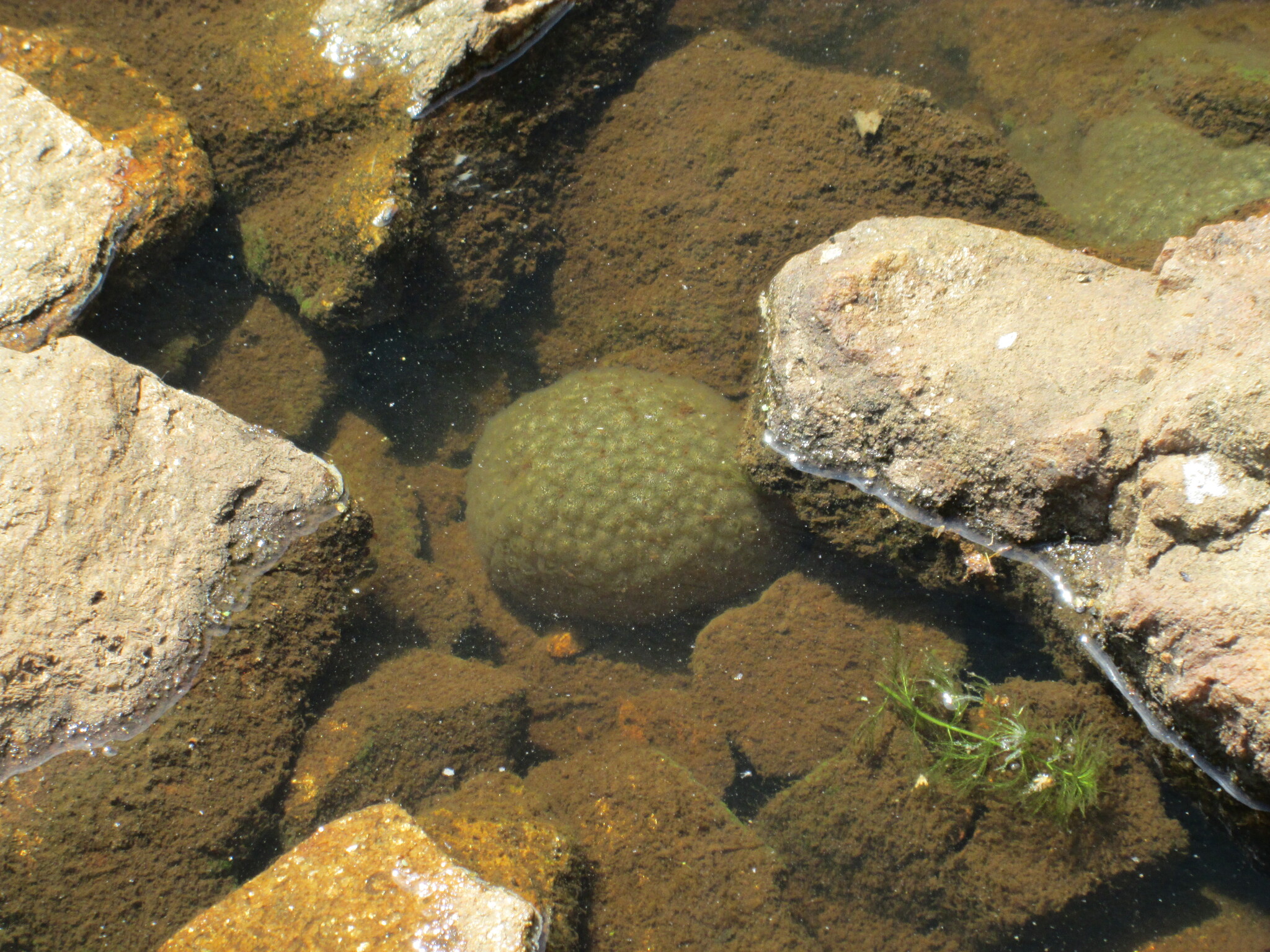 Pectinatella magnifica (Leidy, 1851)