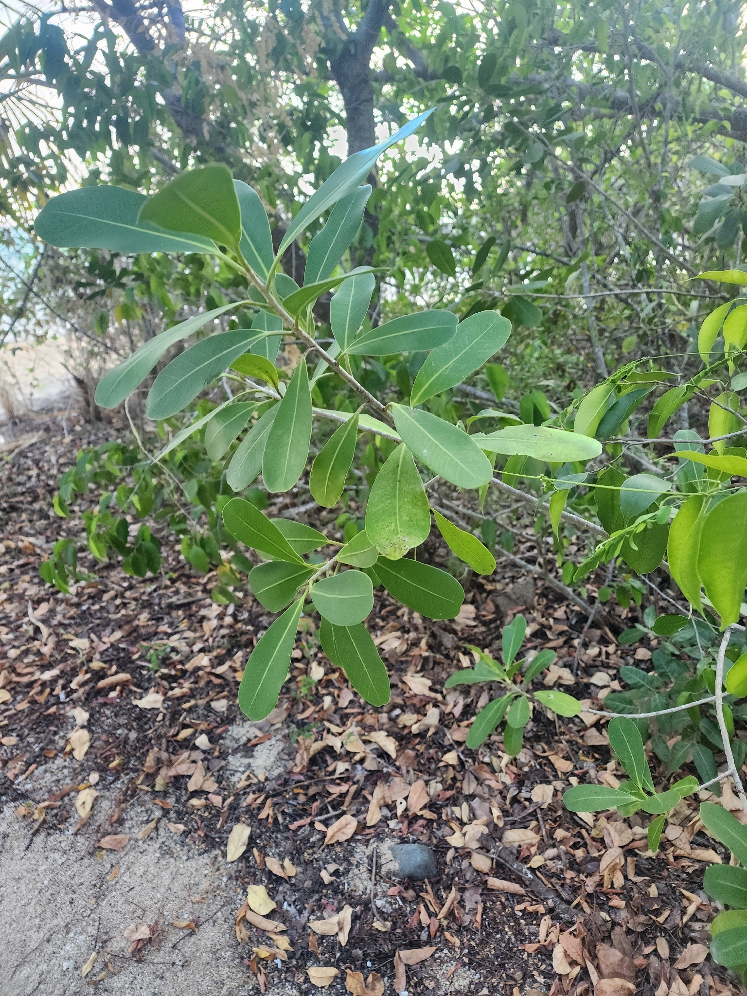 Ficus natalensis (Ficus natalensis)