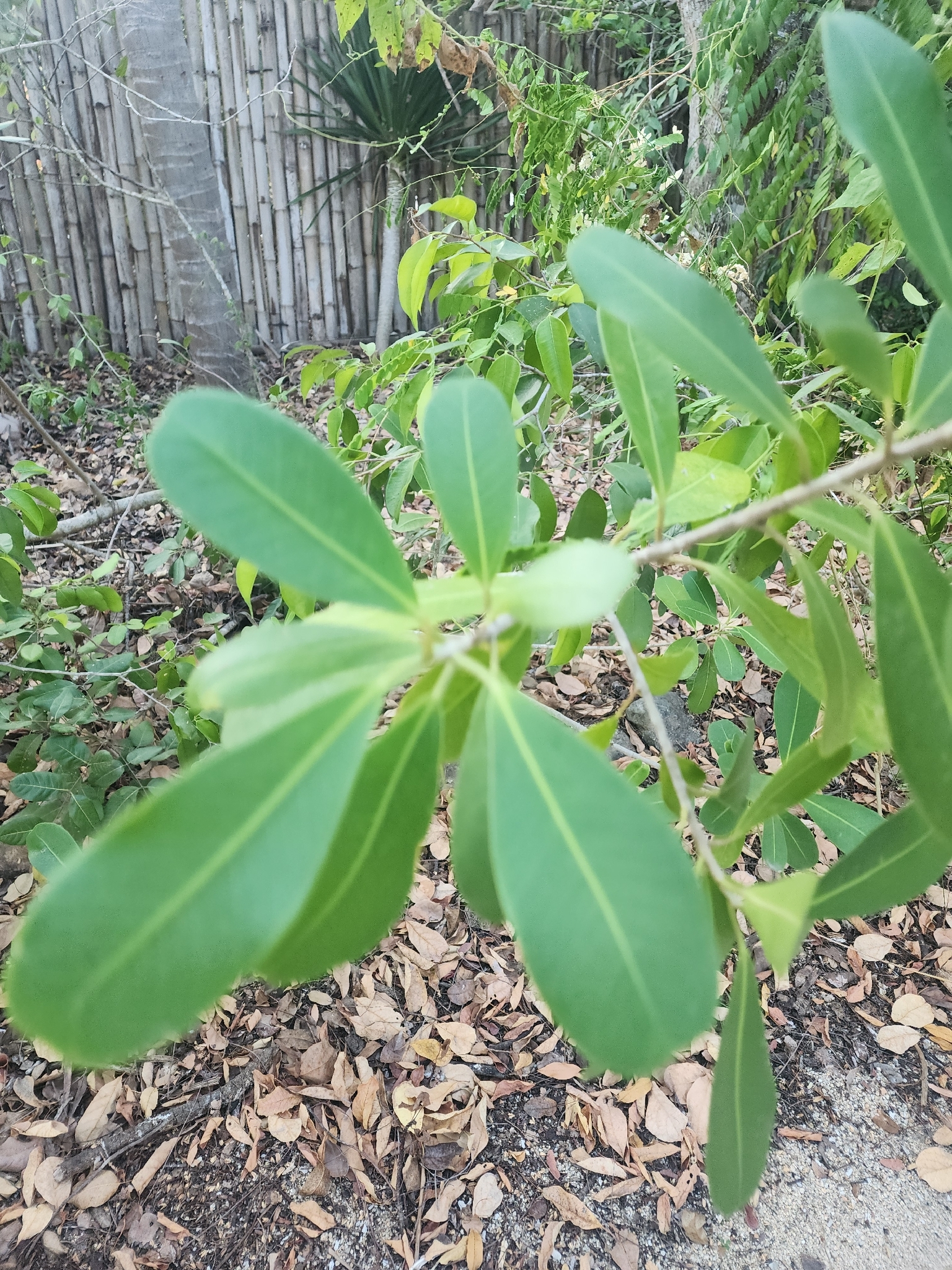 Ficus natalensis — ảnh 2