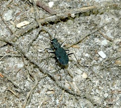 Apterodela unipunctata