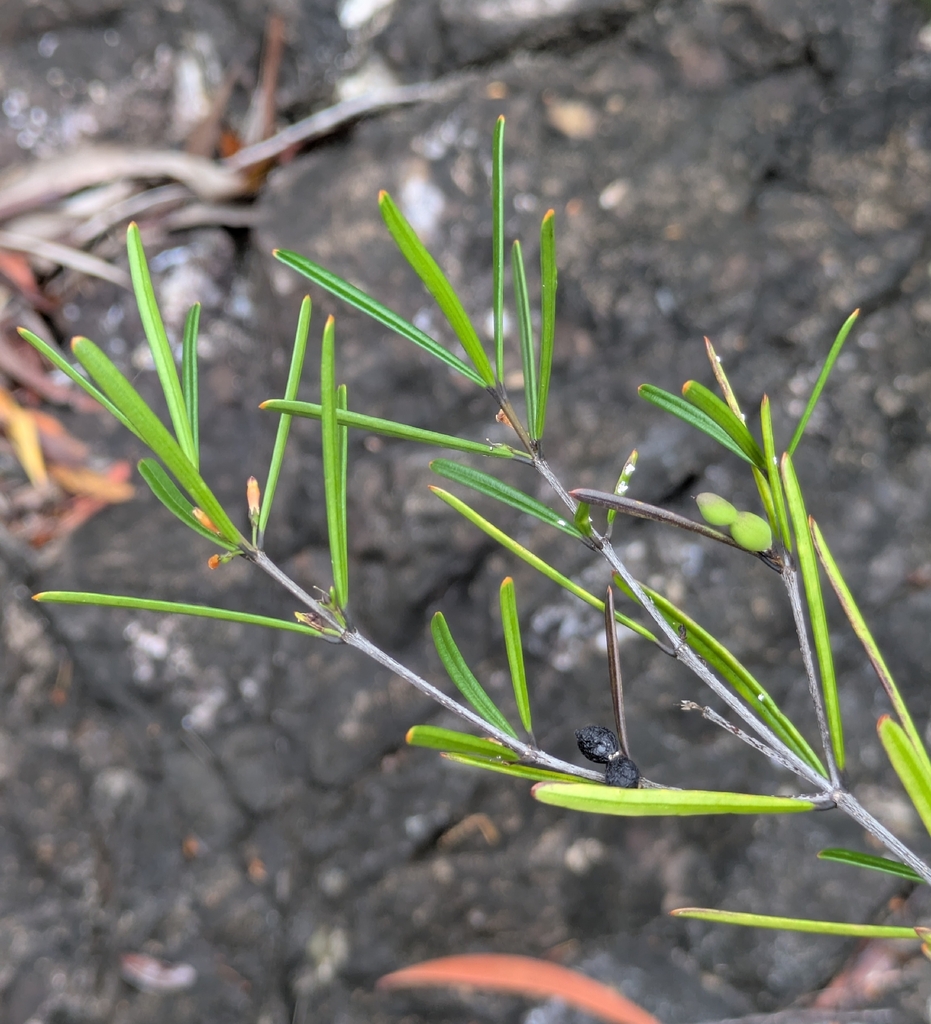 Alyxia dolioliflora