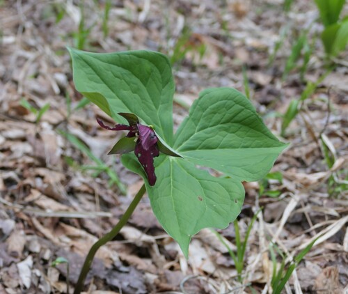 red trillium