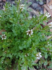 Cardamine parviflora