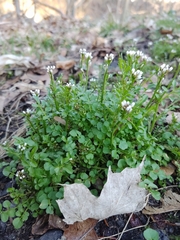Cardamine parviflora