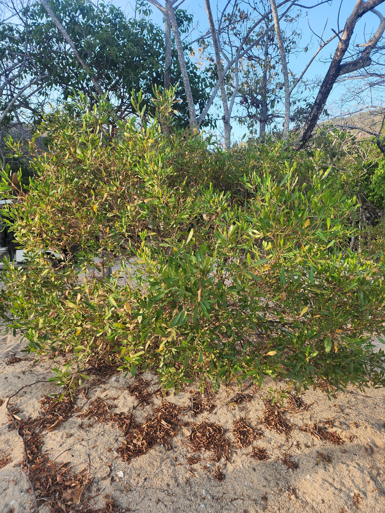 Dodonaea viscosa (Dodonaea viscosa)