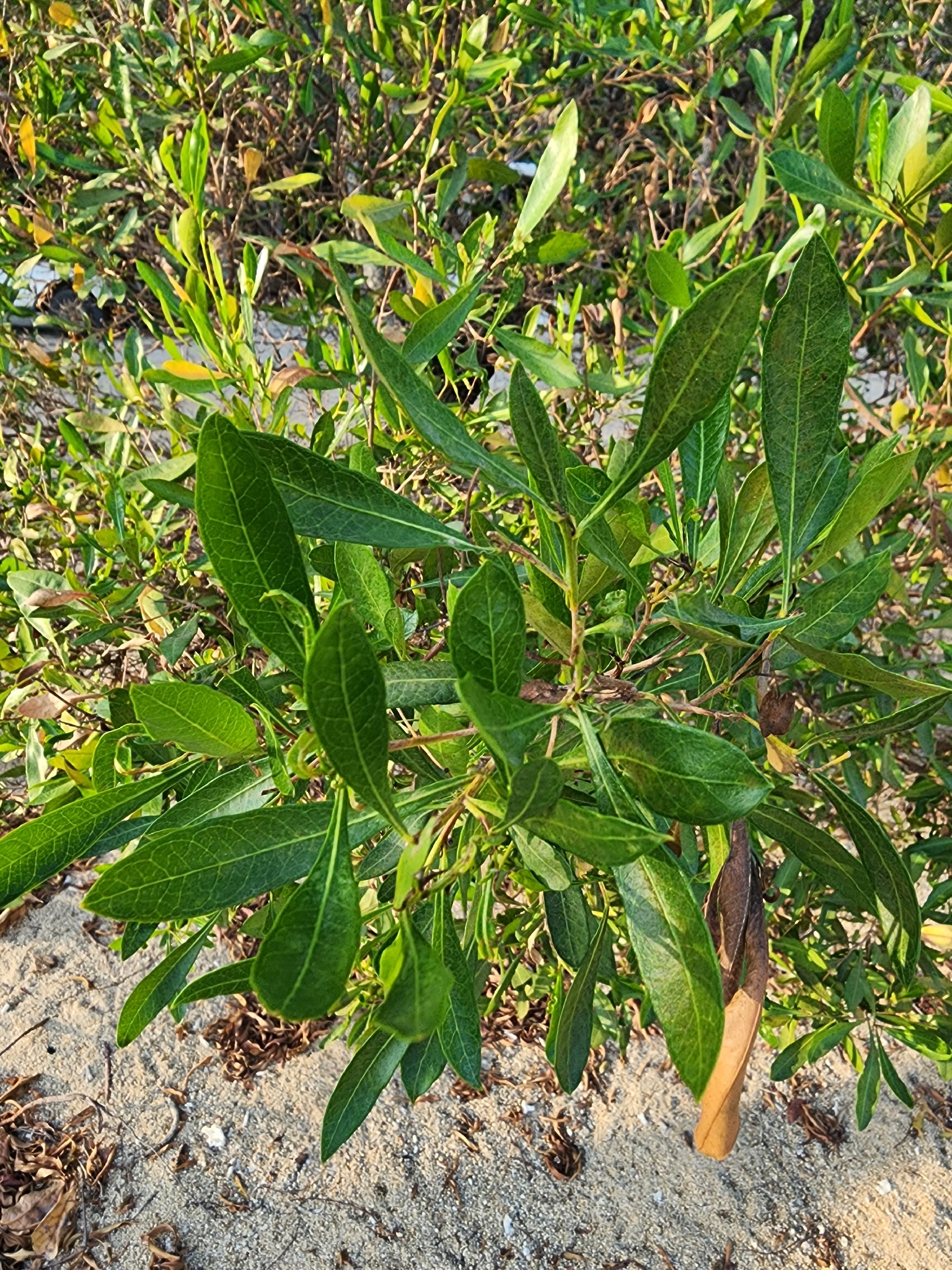Dodonaea viscosa — ảnh 2