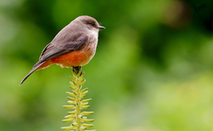 Pyrocephalus rubinus piurae