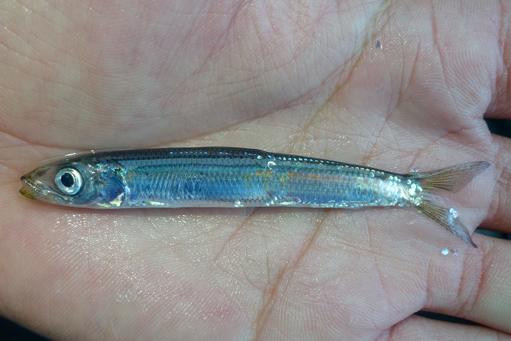 Round Herring
