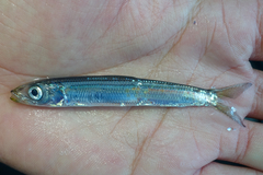 Round Herring photo 1