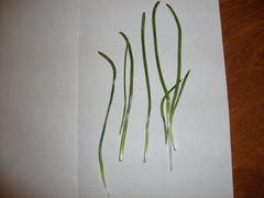 Puccinia liliacearum