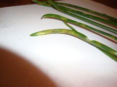 Puccinia liliacearum