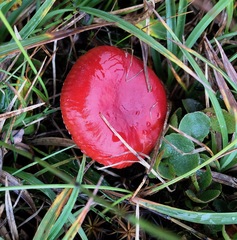 Russula nana